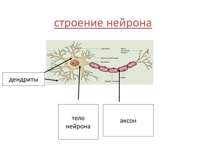 строение нейрона дендриты тело нейрона аксон