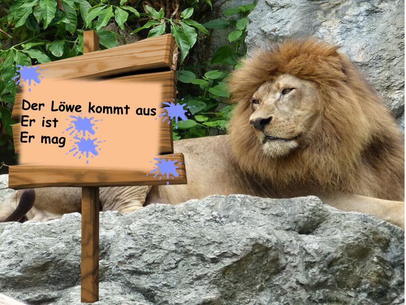 Der Löwe kommt aus Er ist Er mag