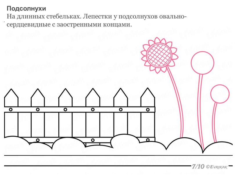 Подсолнухи На длинных стебельках