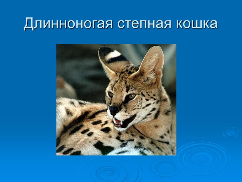 Длинноногая степная кошка