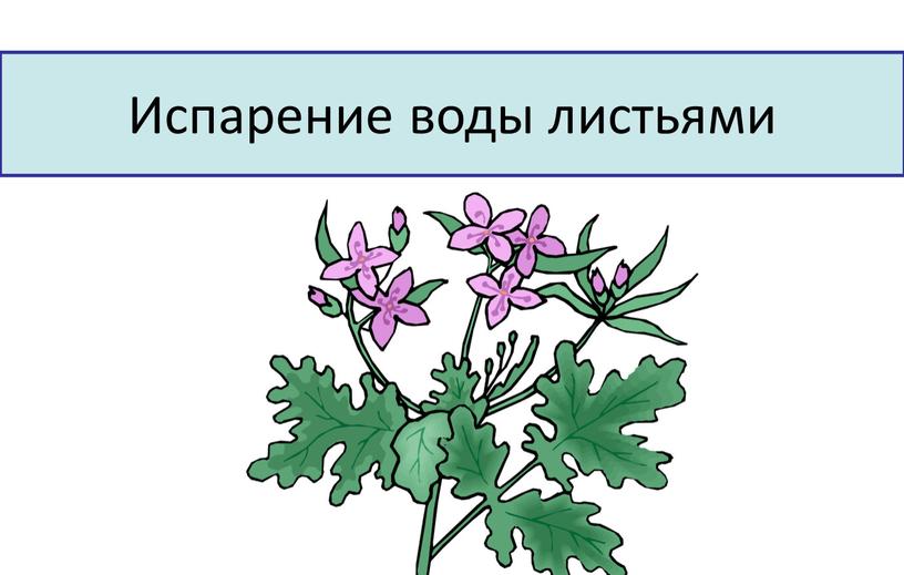 Испарение воды листьями