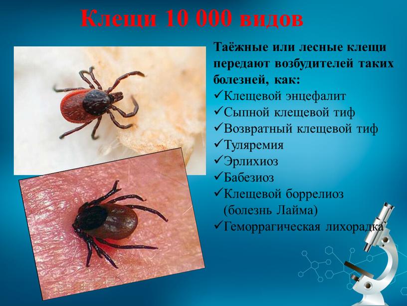 Клещи 10 000 видов Таёжные или лесные клещи передают возбудителей таких болезней, как: