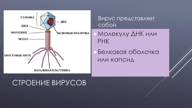 Строение вирусов Вирус представляет собой