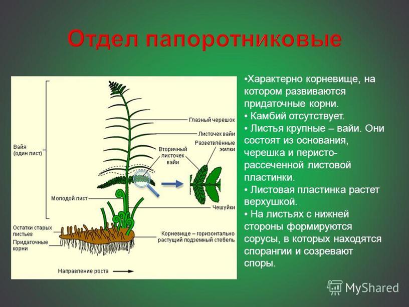 Высшие споровые растения