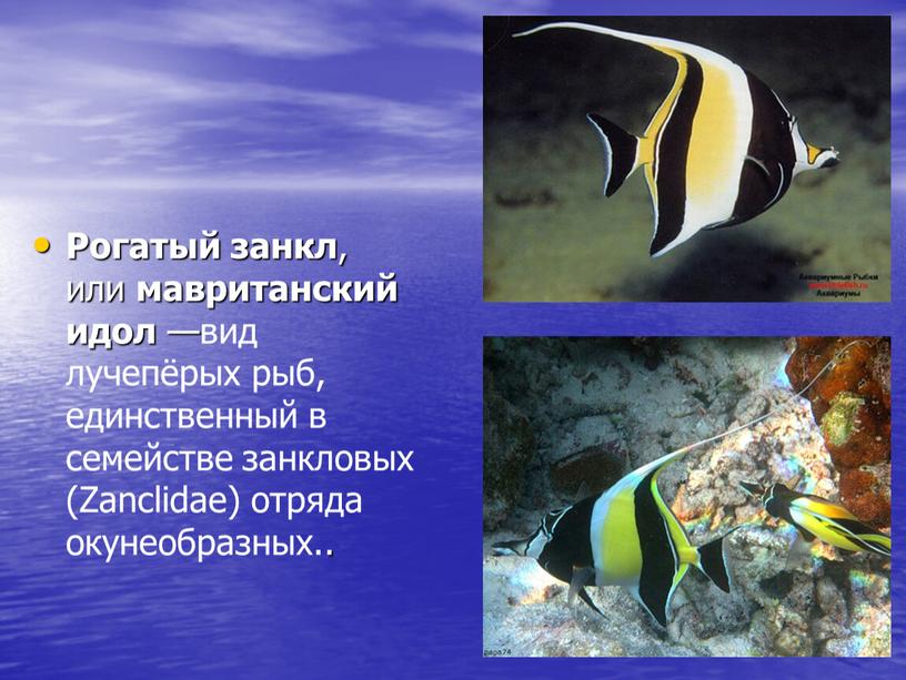 Рогатый занкл , или мавританский идол —вид лучепёрых рыб, единственный в семействе занкловых (Zanclidae) отряда окунеобразных