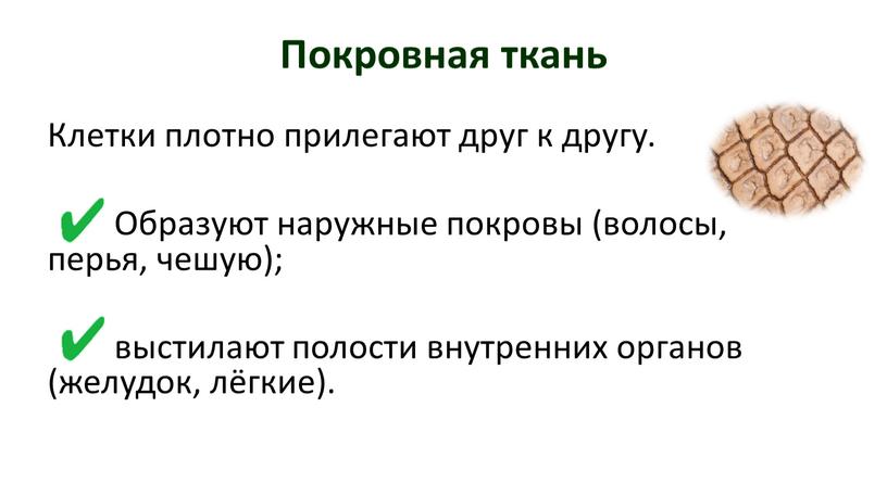 Покровная ткань Клетки плотно прилегают друг к другу