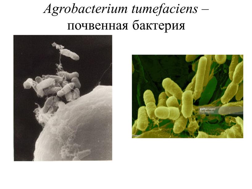 Agrobacterium tumefaciens – почвенная бактерия