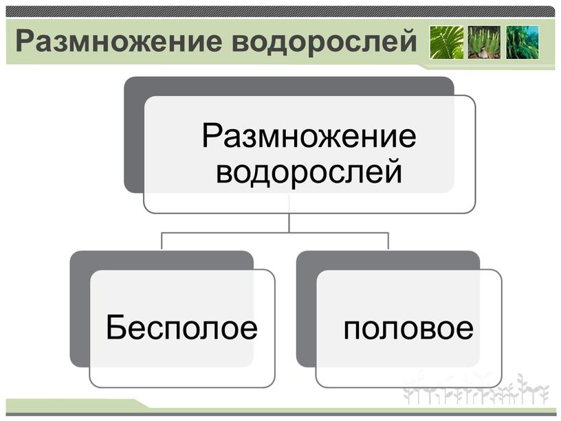 Размножение водорослей