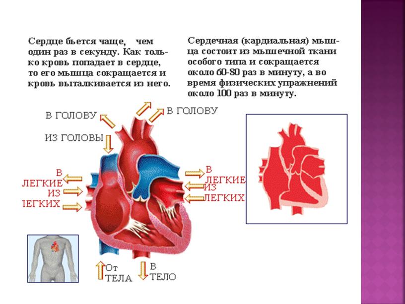 Презентация "Организм человека. Кровеносная система" (8 класс, биология)