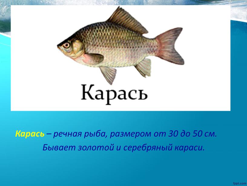 Карась – речная рыба, размером от 30 до 50 см
