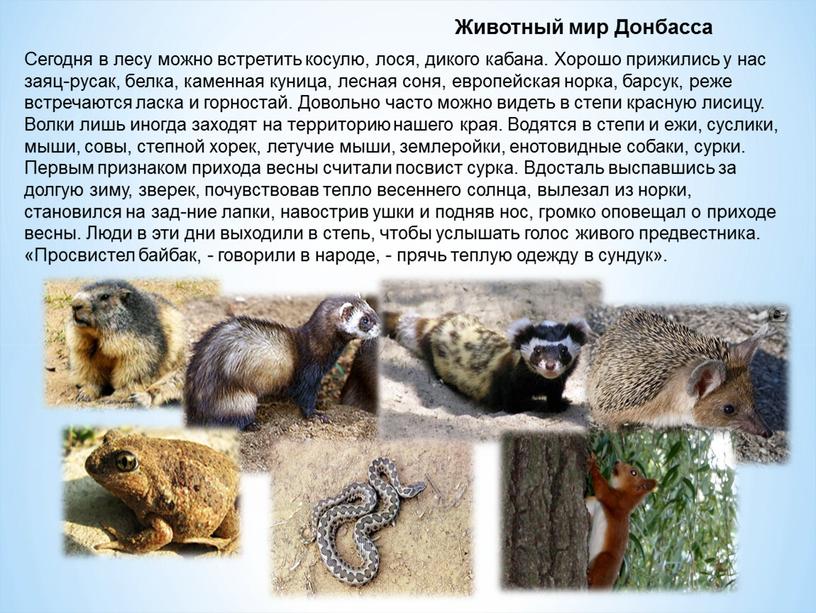 Животный мир Донбасса Сегодня в лесу можно встретить косулю, лося, дикого кабана