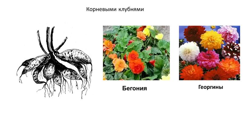 Корневыми клубнями Бегония Георгины