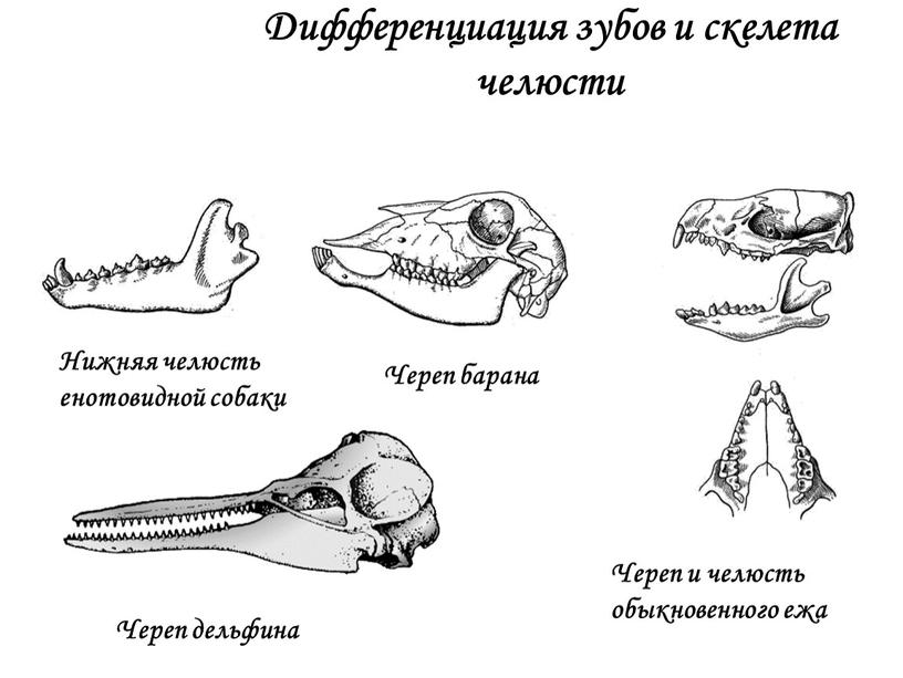 Дифференциация зубов и скелета челюсти