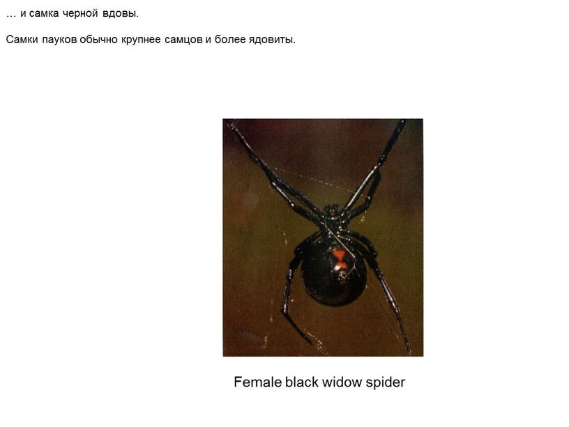 Female black widow spider … и самка черной вдовы