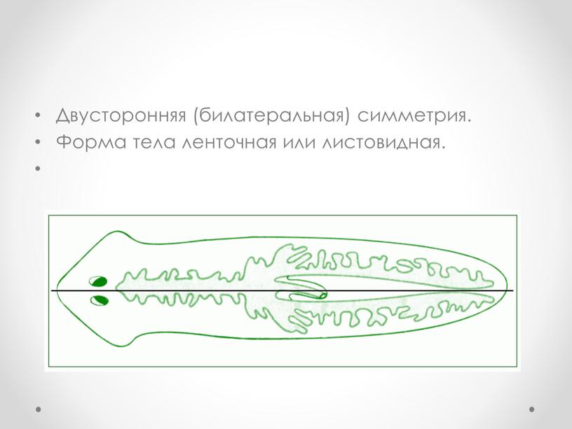 Двусторонняя (билатеральная) симметрия