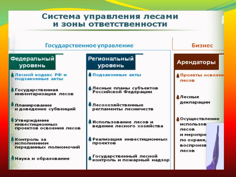 Организация государственного управления лесным хозяйством РФ.