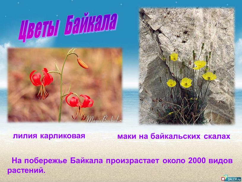 На побережье Байкала произрастает около 2000 видов растений