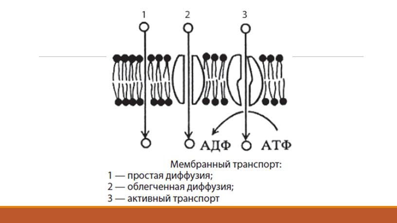 Презентация Клетка как биологическая система. Подготовка к ЕГЭ