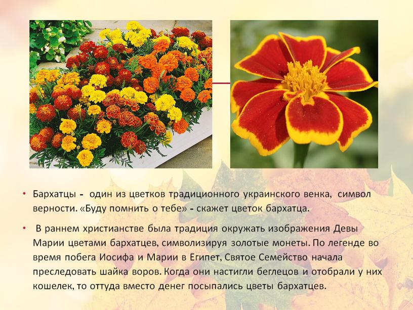 Бархатцы - один из цветков традиционного украинского венка, символ верности