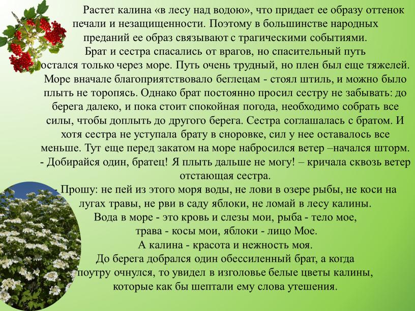 Растет калина «в лесу над водою», что придает ее образу оттенок печали и незащищенности