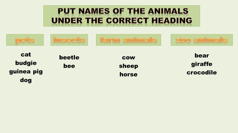 put names of the animals under the correct heading pets insects farm animals zoo animals cat budgie guinea pig dog beetle bee cow sheep horse…