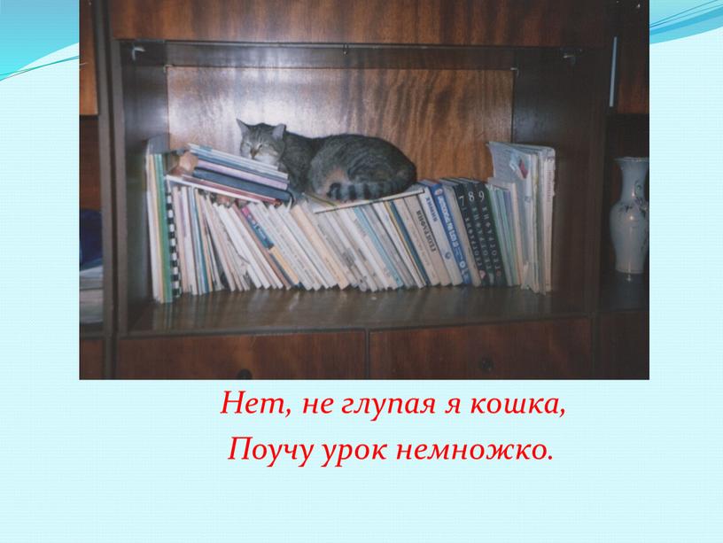 Нет, не глупая я кошка,