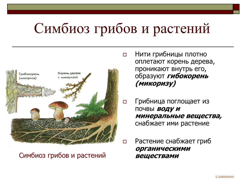 Симбиоз грибов и растений Нити грибницы плотно оплетают корень дерева, проникают внутрь его, образуют гибокорень (микоризу)