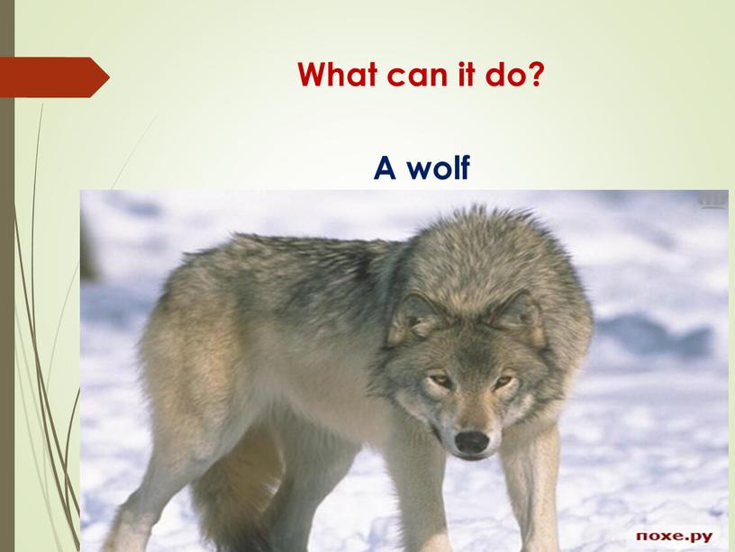 What can it do? A wolf