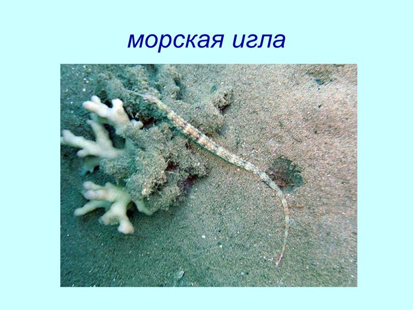 морская игла