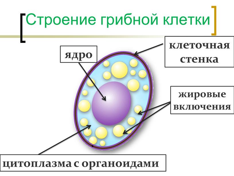 Строение грибной клетки ядро клеточная стенка цитоплазма с органоидами жировые включения