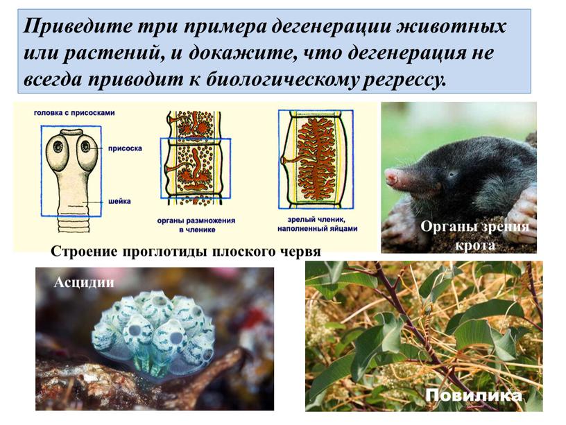Приведите три примера дегенерации животных или растений, и докажите, что дегенерация не всегда приводит к биологическому регрессу