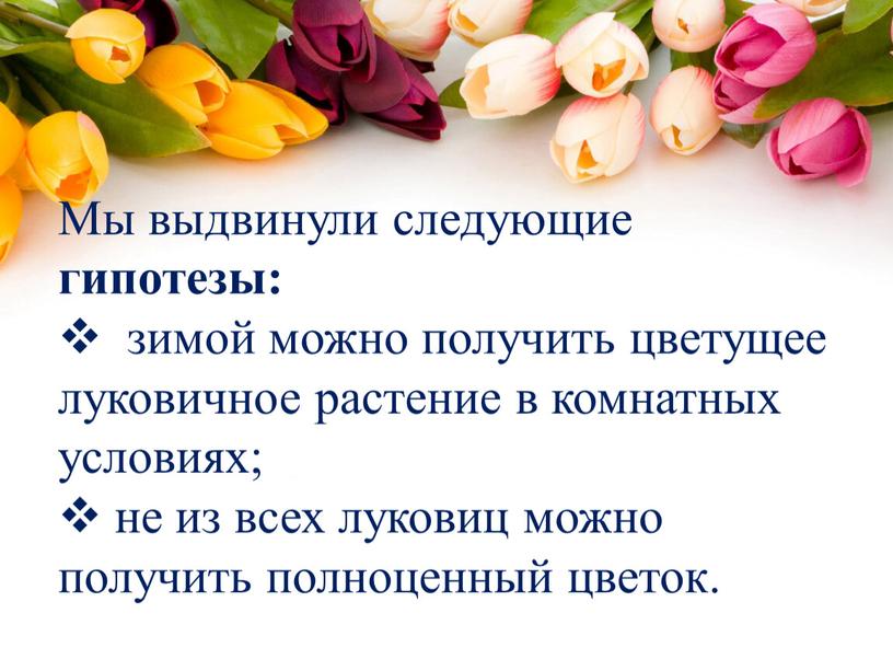 Мы выдвинули следующие гипотезы: зимой можно получить цветущее луковичное растение в комнатных условиях; не из всех луковиц можно получить полноценный цветок