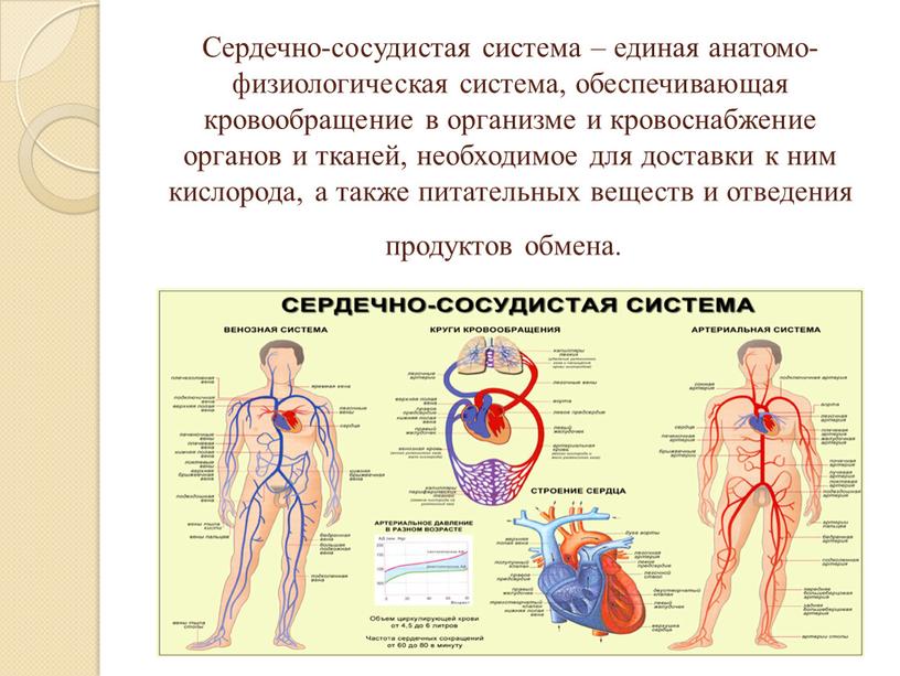 Сердечно-сосудистая система – единая анатомо-физиологическая система, обеспечивающая кровообращение в организме и кровоснабжение органов и тканей, необходимое для доставки к ним кислорода, а также питательных веществ…