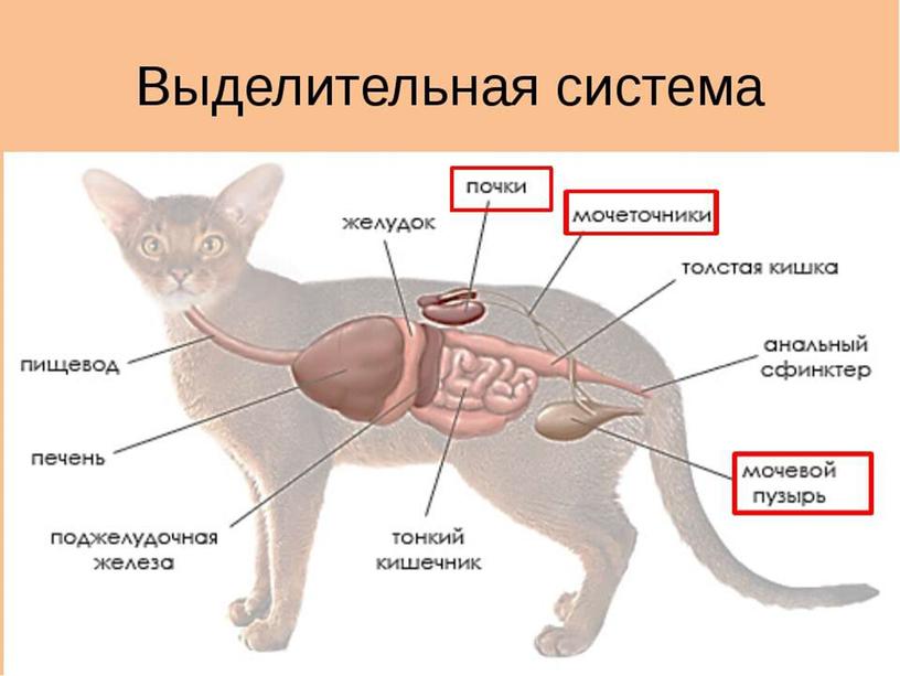 ВЫДЕЛИТЕЛЬНАЯ СИСТЕМА