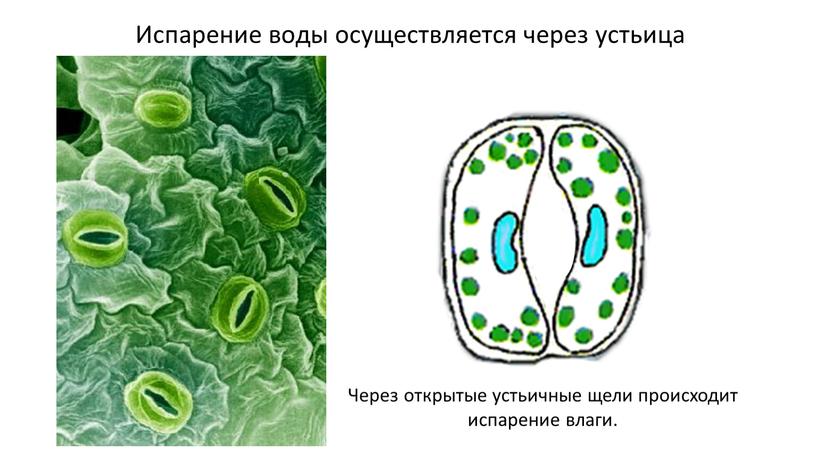 Испарение воды осуществляется через устьица