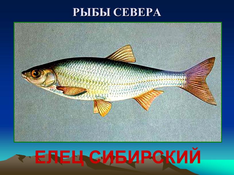 РЫБЫ СЕВЕРА ЕЛЕЦ СИБИРСКИЙ