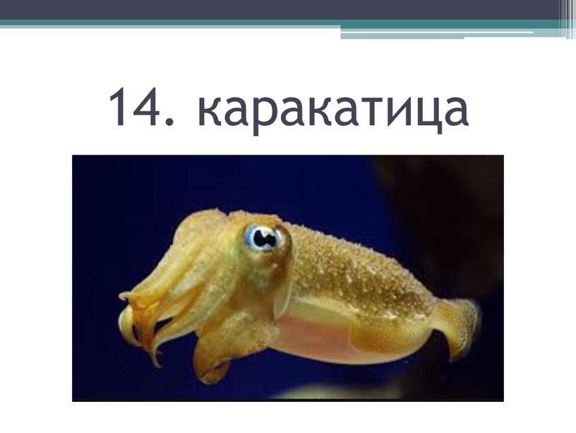 14. каракатица