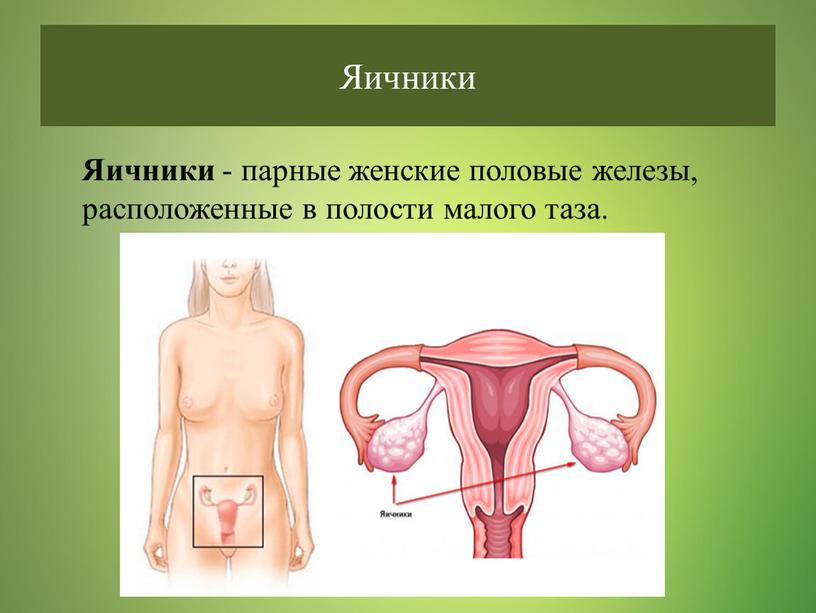 Яичники Яичники - парные женские половые железы, расположенные в полости малого таза