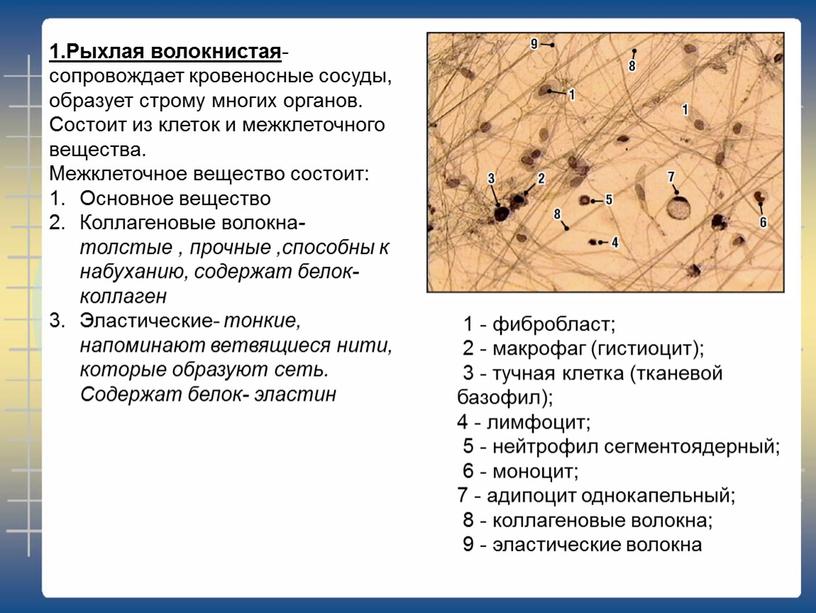 Рыхлая волокнистая - сопровождает кровеносные сосуды, образует строму многих органов