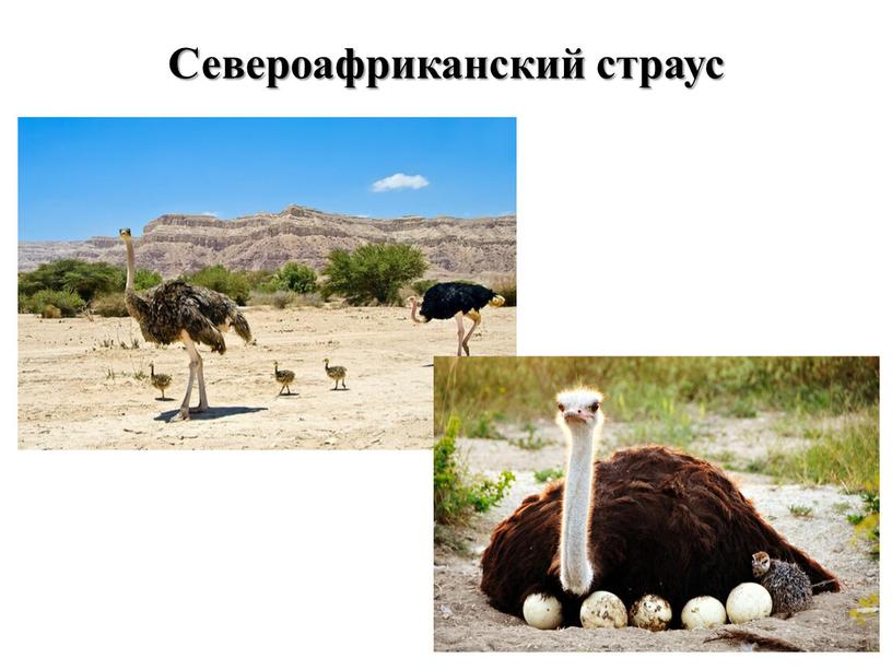 Североафриканский страус
