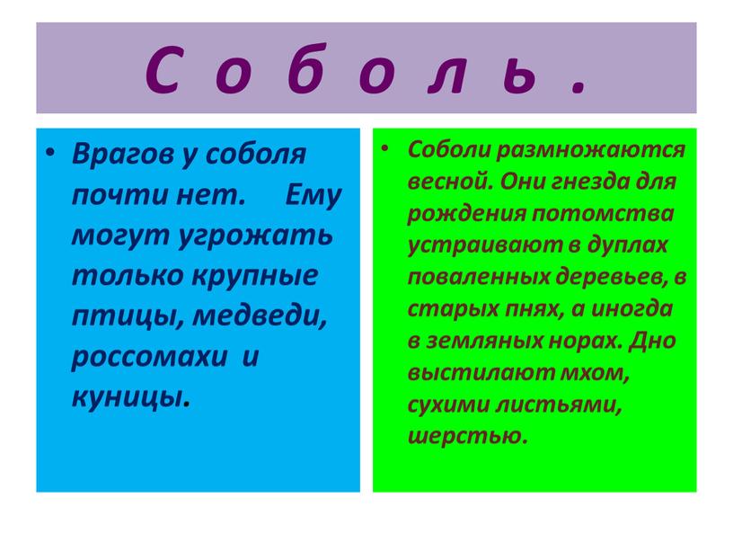 С о б о л ь . Врагов у соболя почти нет