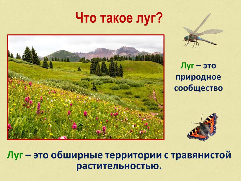 Что такое луг? Луг – это обширные территории с травянистой растительностью