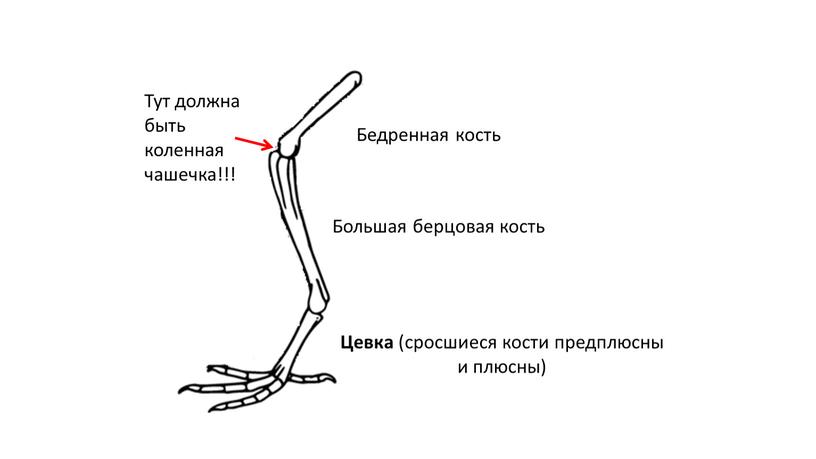 Бедренная кость Большая берцовая кость