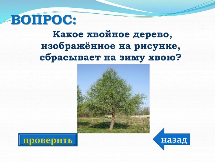 ВОПРОС: Какое хвойное дерево, изображённое на рисунке, сбрасывает на зиму хвою? назад проверить