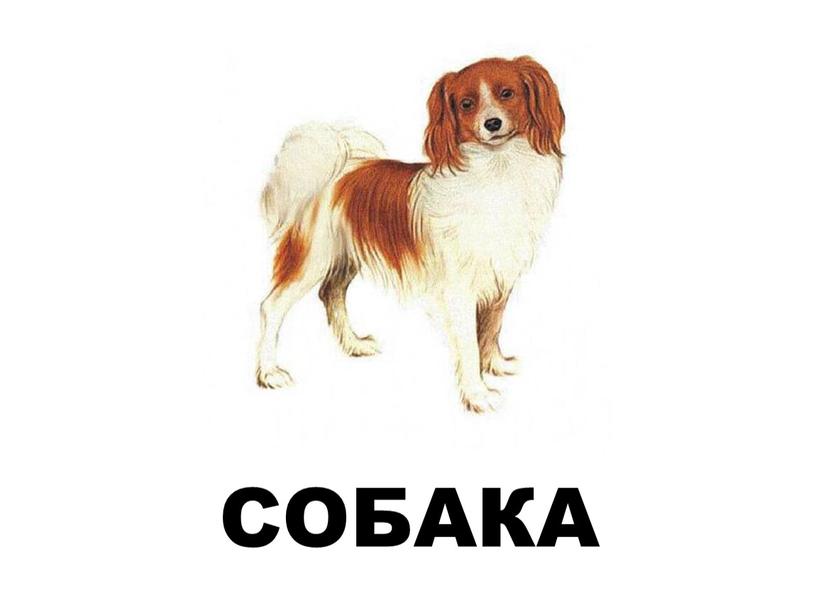 СОБАКА