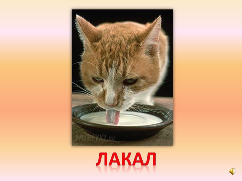 лакал