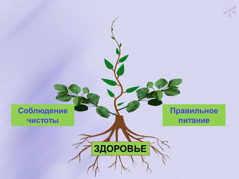 Соблюдение чистоты Правильное питание