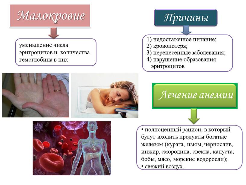 Малокровие уменьшение числа эритроцитов и количества гемоглобина в них полноценный рацион, в который будут входить продукты богатые железом (курага, изюм, чернослив, инжир, смородина, свекла, капуста,…