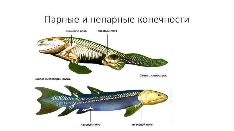 Парные и непарные конечности