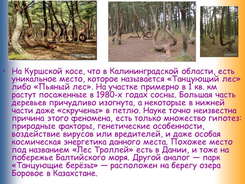 На Куршской косе, что в Калининградской области, есть уникальное место, которое называется «Танцующий лес» либо «Пьяный лес»